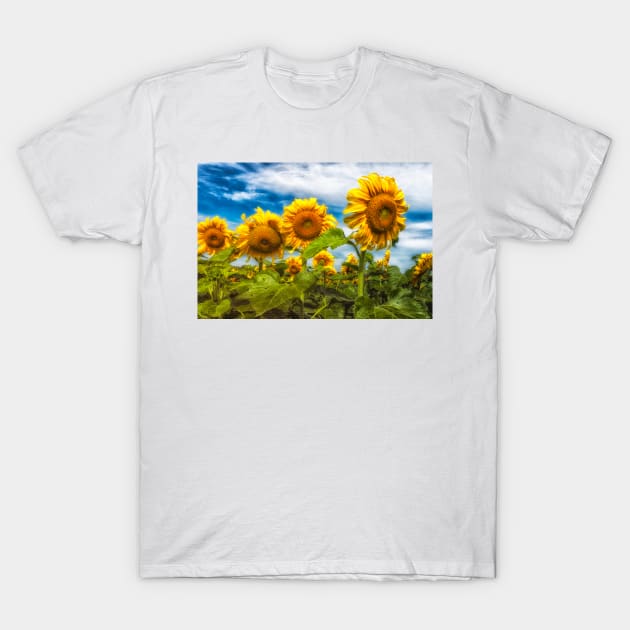 Sunflowers 4 T-Shirt by Robert Alsop